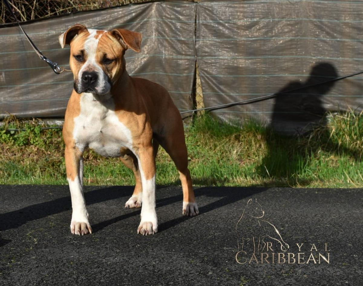 Royal Caribbean Staff Pandora | American Staffordshire Terrier 