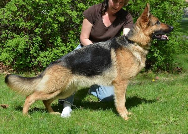 Haven Von Schafferhund | German Shepherd Dog 