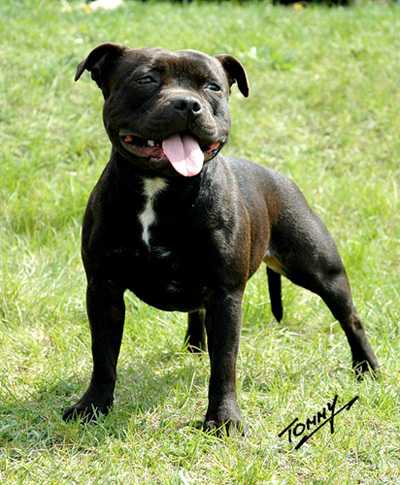 Extravaganza Mat-Staff Komisarz | Staffordshire Bull Terrier 