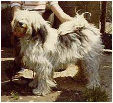 LEHLAM SAPPHIRE | Tibetan Terrier 