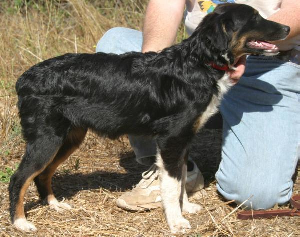 Sweetgrass Buckaroo Banzai | Australian Shepherd 