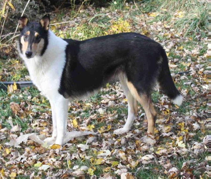 N/C Royal Star's Tru-Vu Earthly Messager | Smooth Collie 