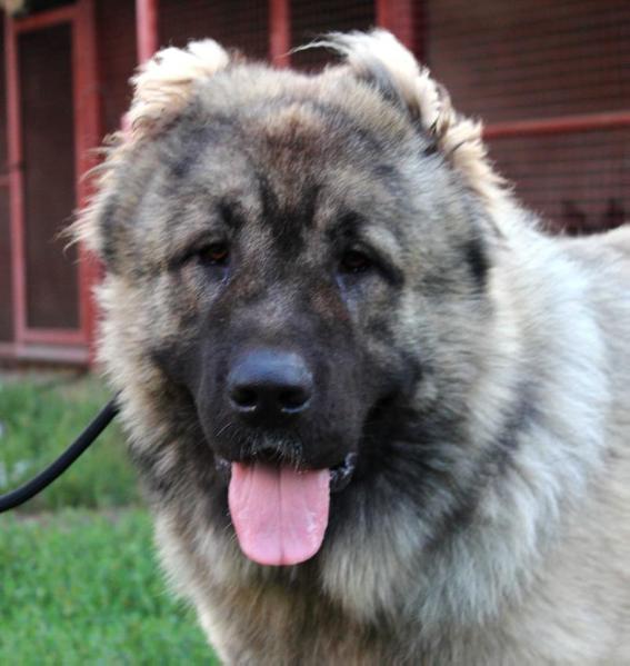 MADJESTIC ICE BRAVIY | Caucasian Mountain Dog 