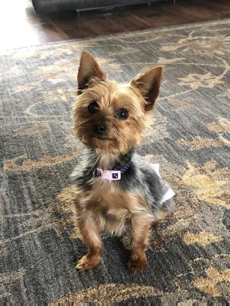 Hollie Bell Giddens | Yorkshire Terrier 