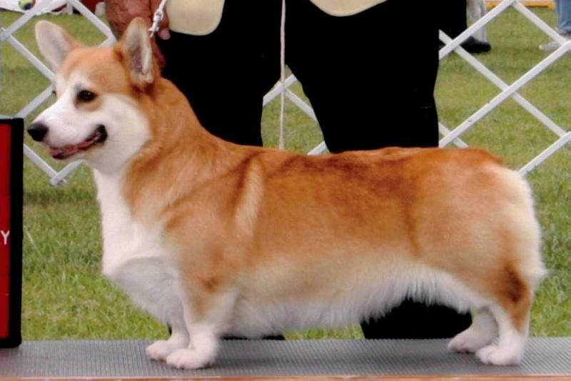 Tim Tam La Vie En Rose | Pembroke Welsh Corgi 