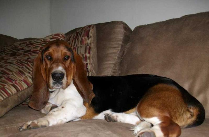 Deputy Doc Holliday | Basset Hound 