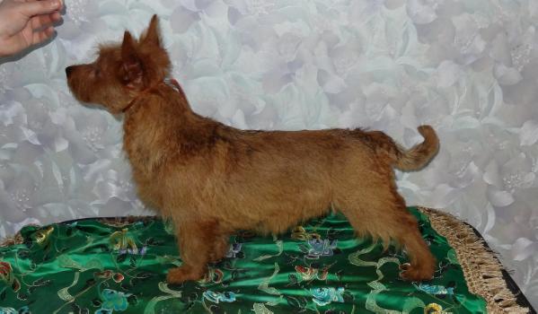 YakoGor YakoGor ONLY WIN | Australian Terrier 