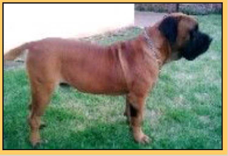 Karoba Tsavo | African Boerboel 