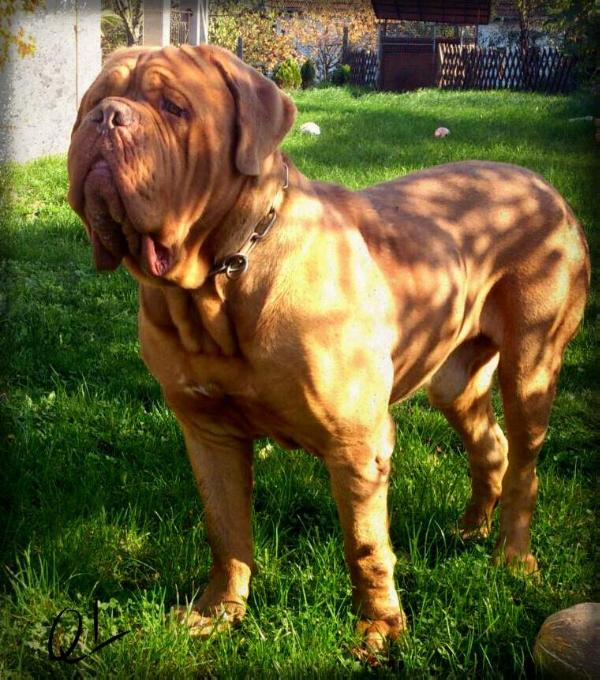 Quintus Quantum Libet | Dogue de Bordeaux 