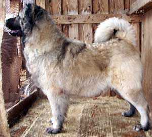 Otvaga Iz Grada Velikogo | Caucasian Mountain Dog 