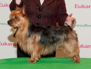 Silhill Limited Edition At Wyeafon | Australian Terrier 