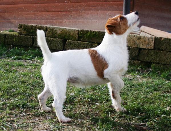 DIVA jrt | Jack Russell Terrier 