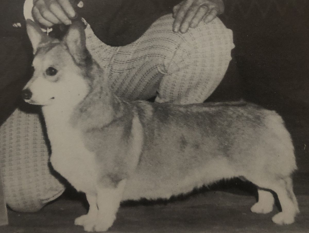 Cote de Neige Gem | Pembroke Welsh Corgi 