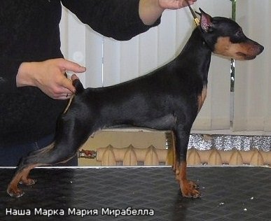 Nasha Marka Marija Mirabella | Miniature Pinscher 