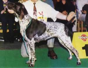 Malomközi Sába | German Shorthaired Pointer 