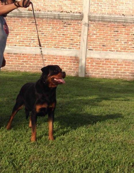 Colette (Garcia) mex.Fci. | Rottweiler 