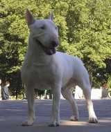 Naideak del Cornijal | Miniature Bull Terrier 