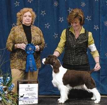 Cerise Diamonds Dazzle | English Springer Spaniel 