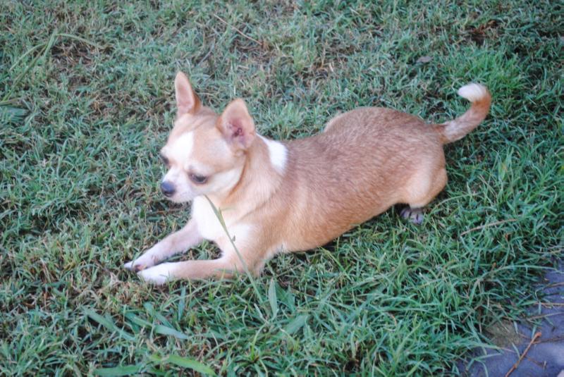 Speranza De Indicami | Chihuahua 