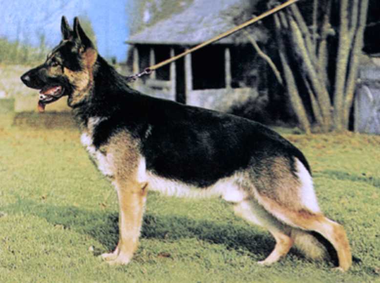 Marko vom Cellerland | German Shepherd Dog 