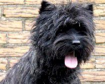 Ol'Kyarnrowen'S Black Male | Cairn Terrier 