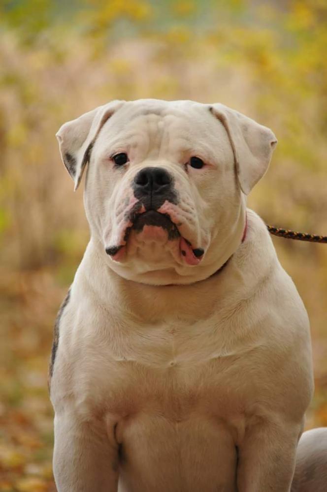 Ostwaybulls Karon | American Bulldog 