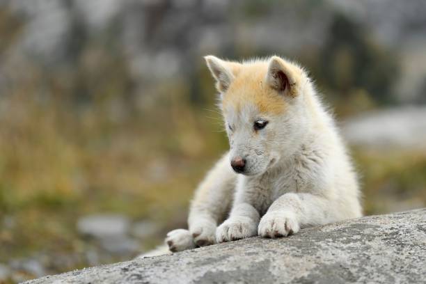 AMERICAN ESKIMO DOG