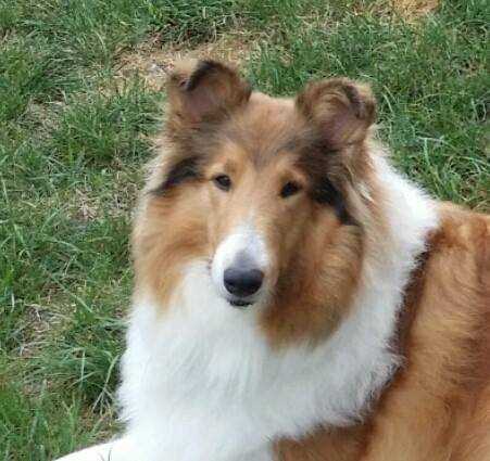 Miles' Gift of Faith | Rough Collie 