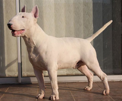 Lubjan Roche Eruptive of Rion | Bull Terrier 