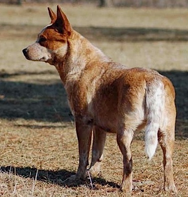 Bendigo A Speck Naughty | Australian Cattle Dog 