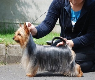 Curiosity Whistle For Her | Silky Terrier 