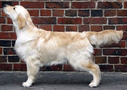 Eternal Fire Amazing Grace | Golden Retriever 