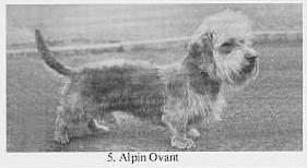 Alpin Ovant | Dandie Dinmont Terrier 
