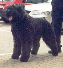 Yurie van't Hof ter Windeke | Bouvier des Flandres 