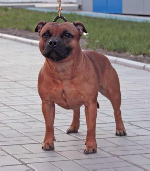 Heiter Krieger Goya | Staffordshire Bull Terrier 