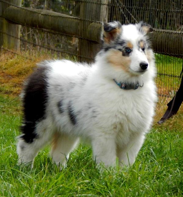 Romany's Garland of Frost | Rough Collie 