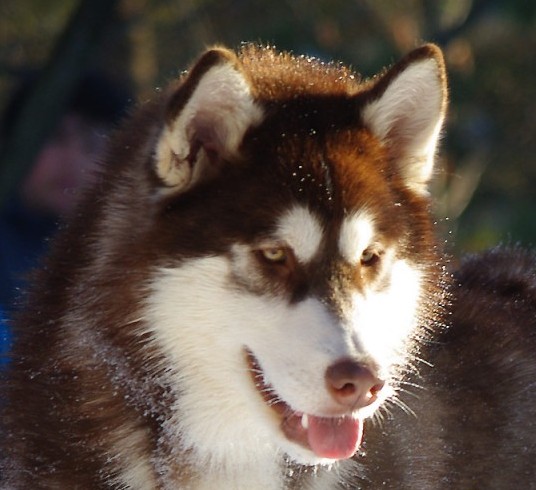SATINKA REDFLOWER Illa Kuvianartok | Alaskan Malamute 