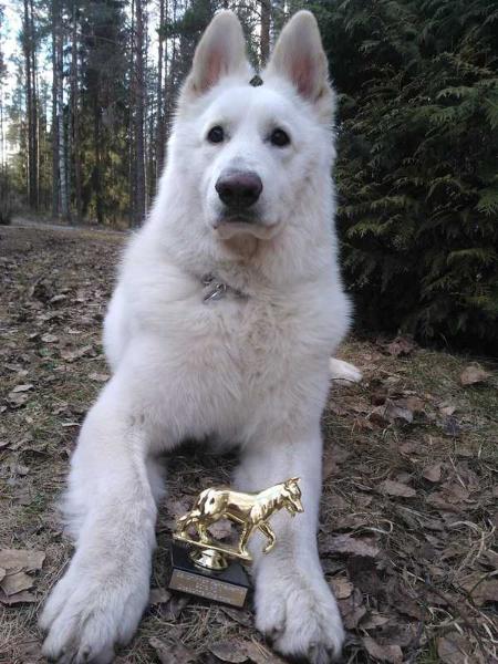 Disadonna King Horant | White Swiss Shepherd Dog 