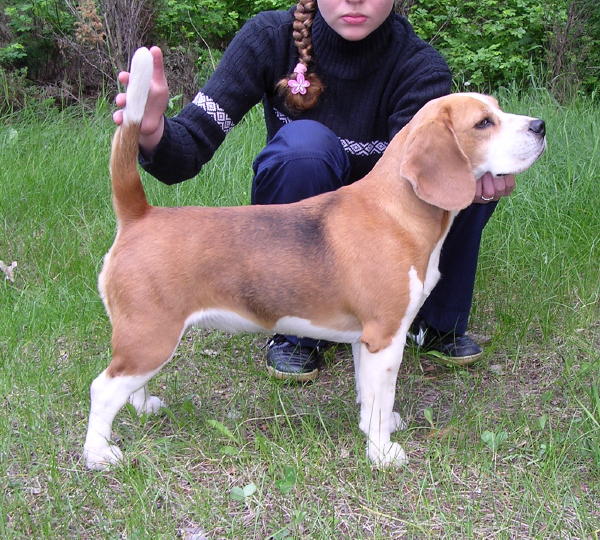 Abosolutely Spotless Ingrid | Beagle 