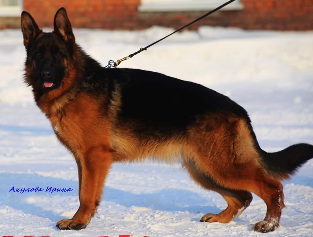 Uma Turman iz Belogo Jara | German Shepherd Dog 