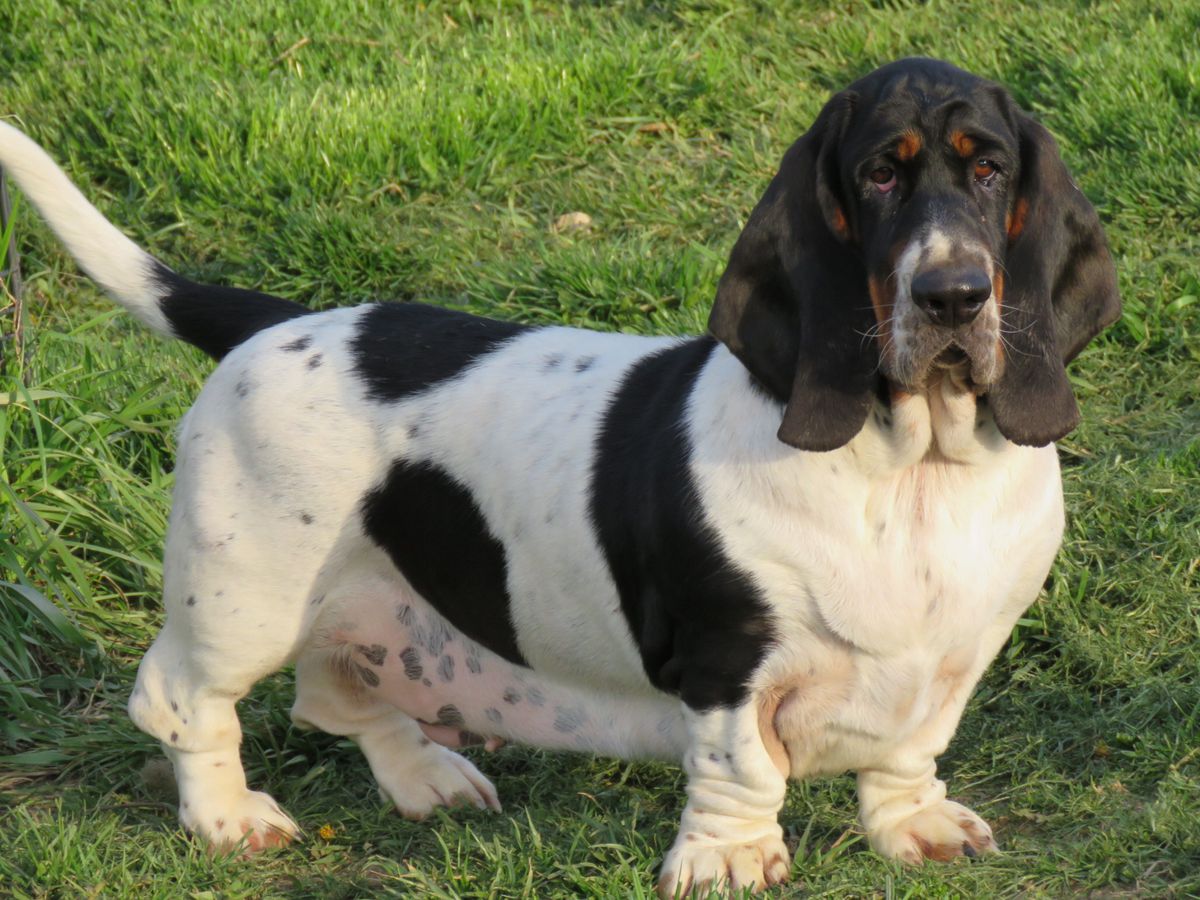 Northstar's By Land or Bishop | Basset Hound 