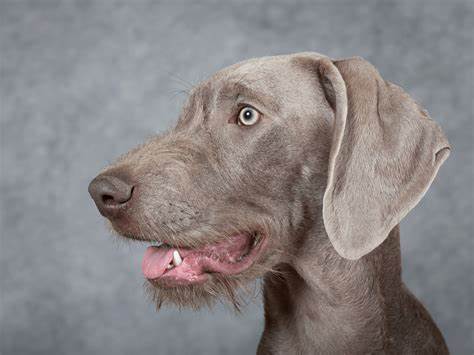 Slovakian Wirehaired Pointer