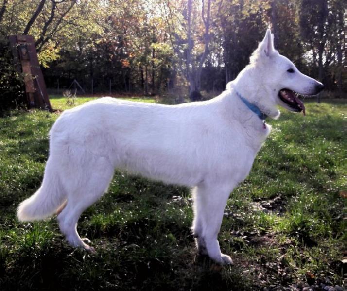 Blue Aquamarin-Ayla vom Sächsischen Elbland | White Swiss Shepherd Dog 