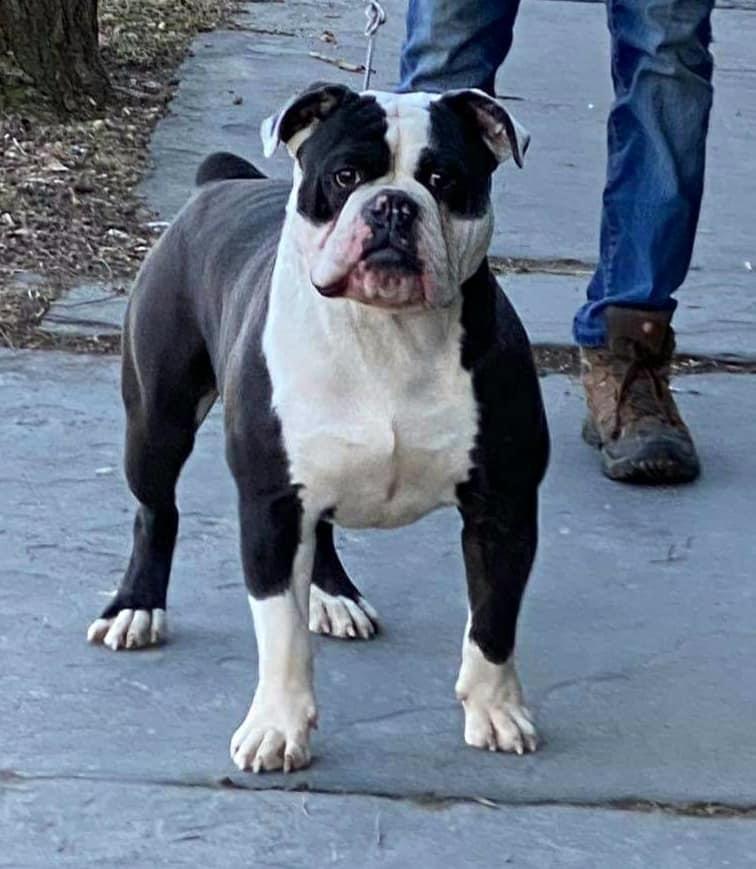 My Sisters Keepers Heavy Diesel | Olde English Bulldogge 