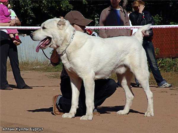 ALTIN KUMLY BURGUT | Central Asian Shepherd Dog 