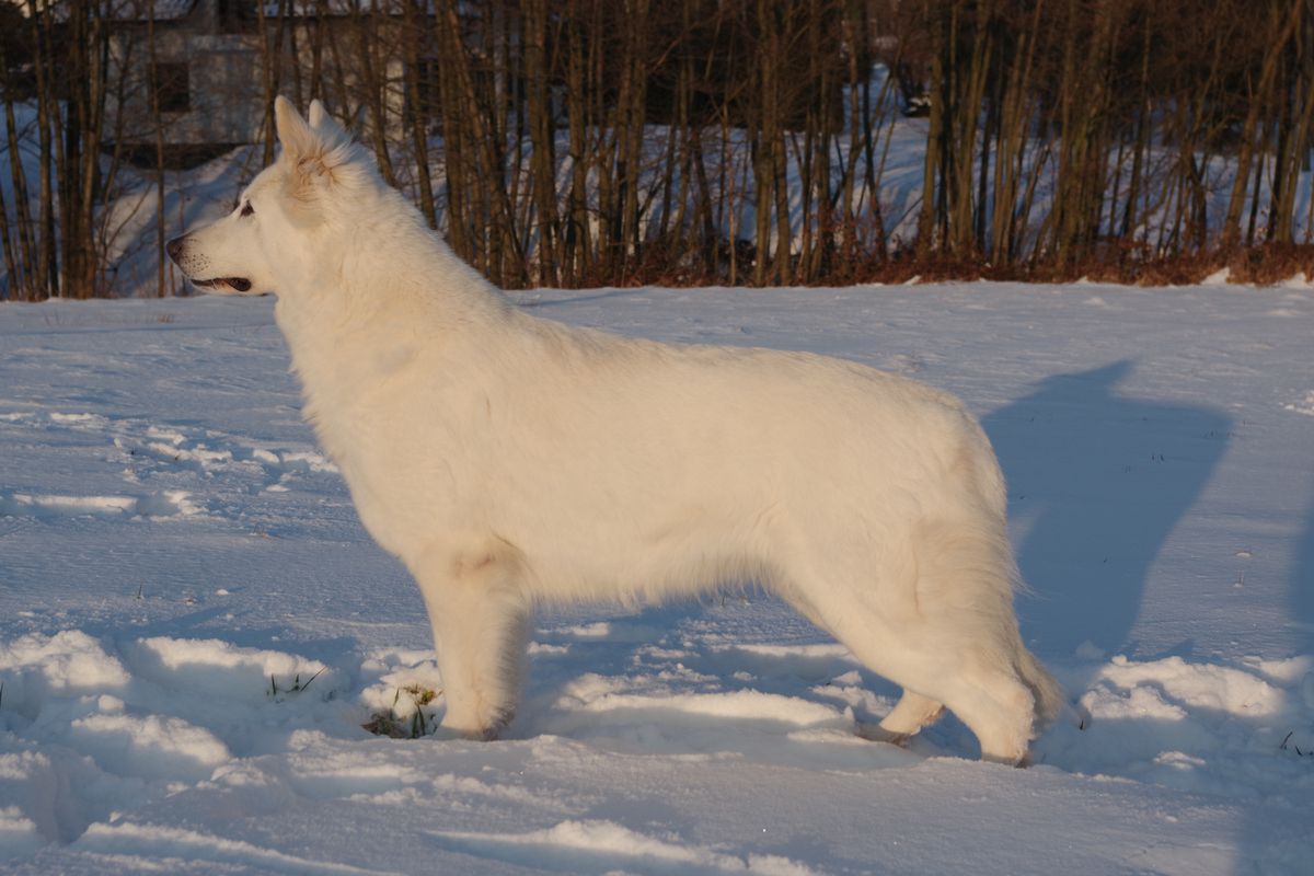 BAGHEERA Grand Canyon | White Swiss Shepherd Dog 