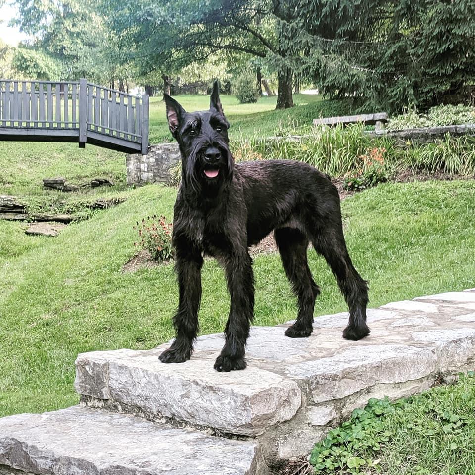 Tawny Von Prufenpuden | Giant Schnauzer 