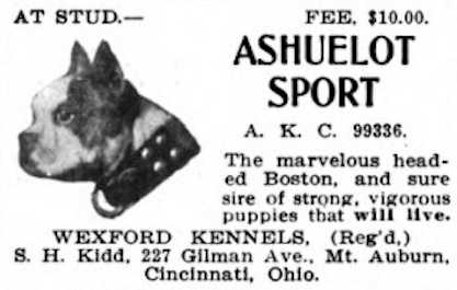 Ashuelot Sport (099336) | Boston Terrier 