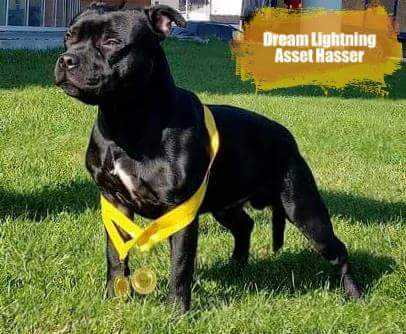 Dream Lightning Asset Hasser | Staffordshire Bull Terrier 