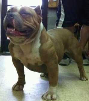 Muscletone's Henny | American Pit Bull Terrier 